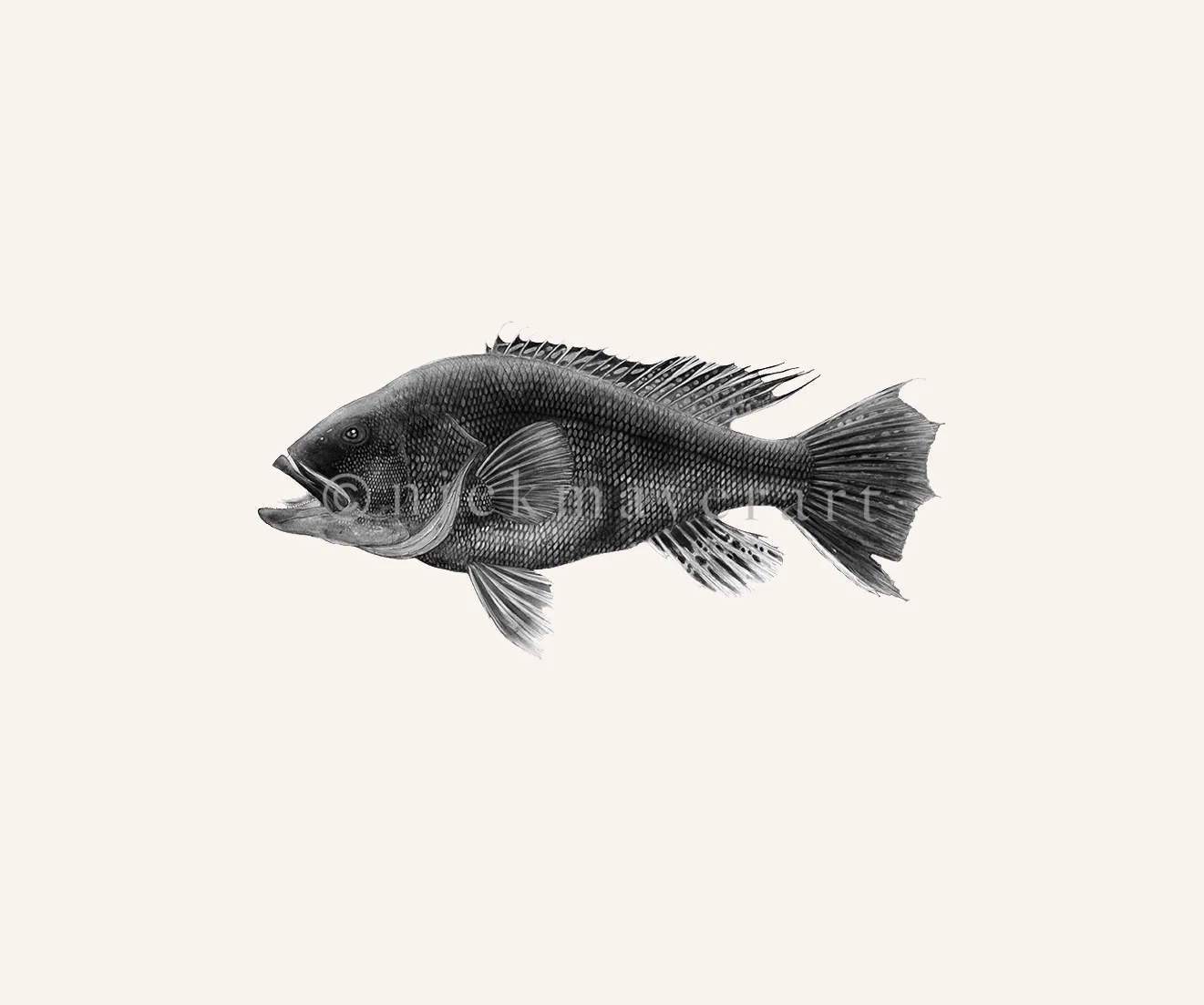 Black Sea Bass Print (b&w)