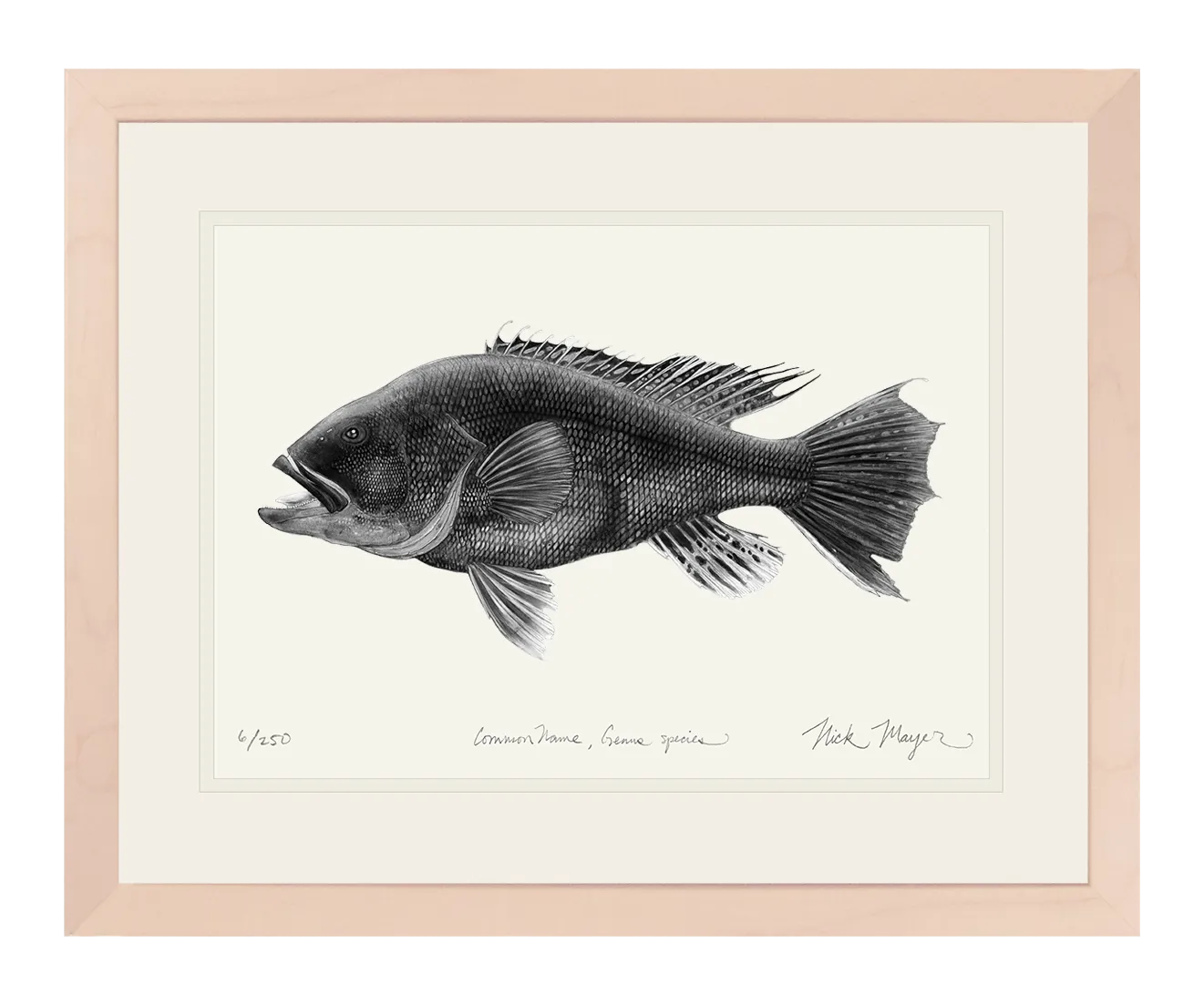 Black Sea Bass Print (b&w)