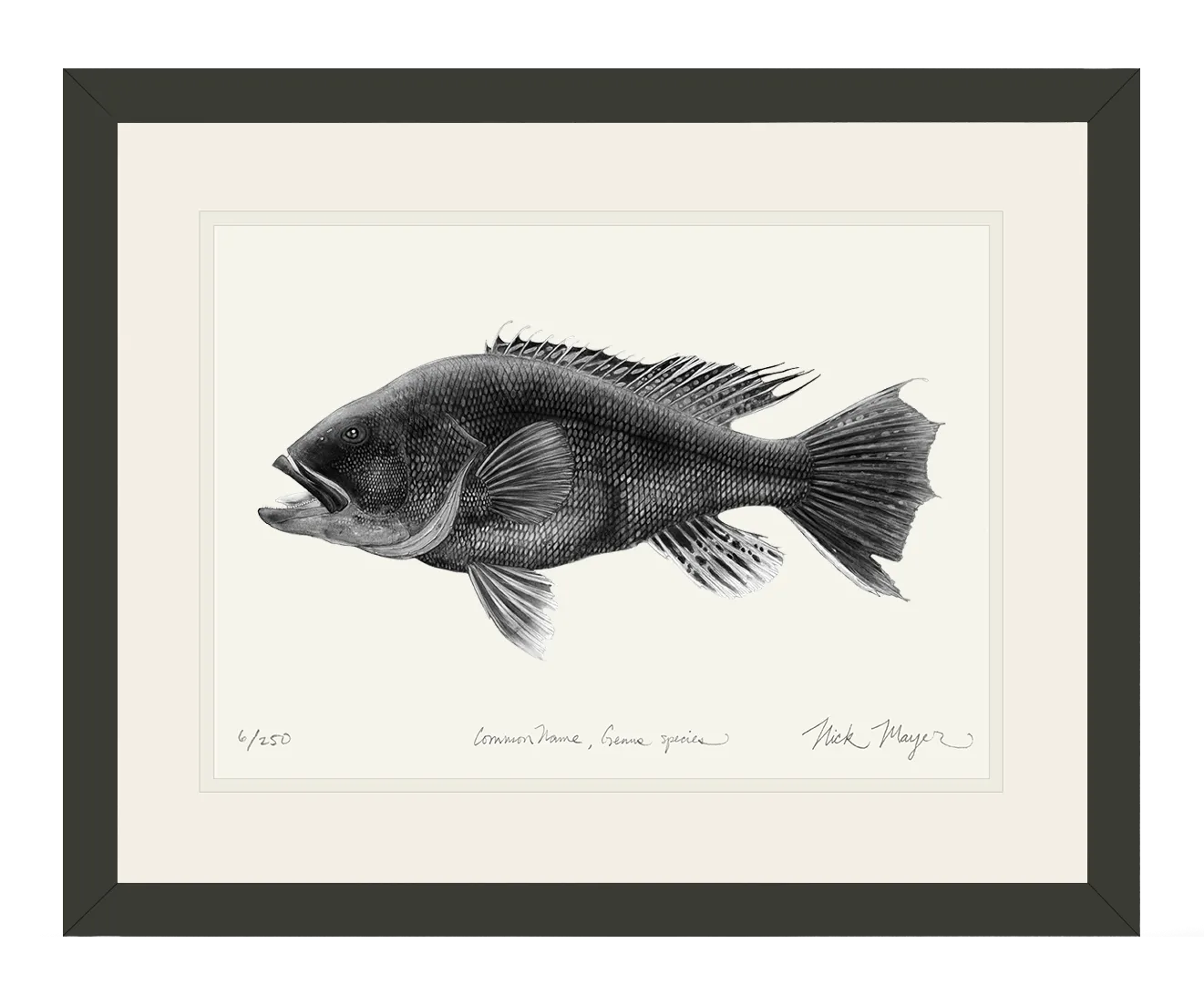 Black Sea Bass Print (b&w)