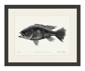 Black Sea Bass Print (b&w)