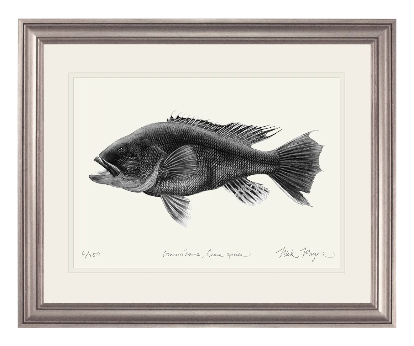 Black Sea Bass Print (b&w)