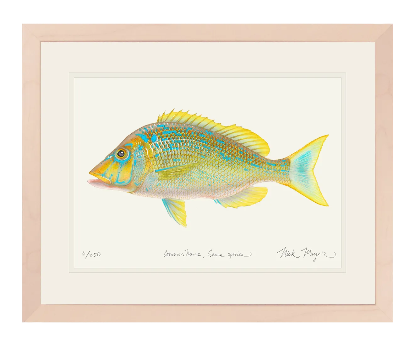 Blue Spangled Emperorfish Print