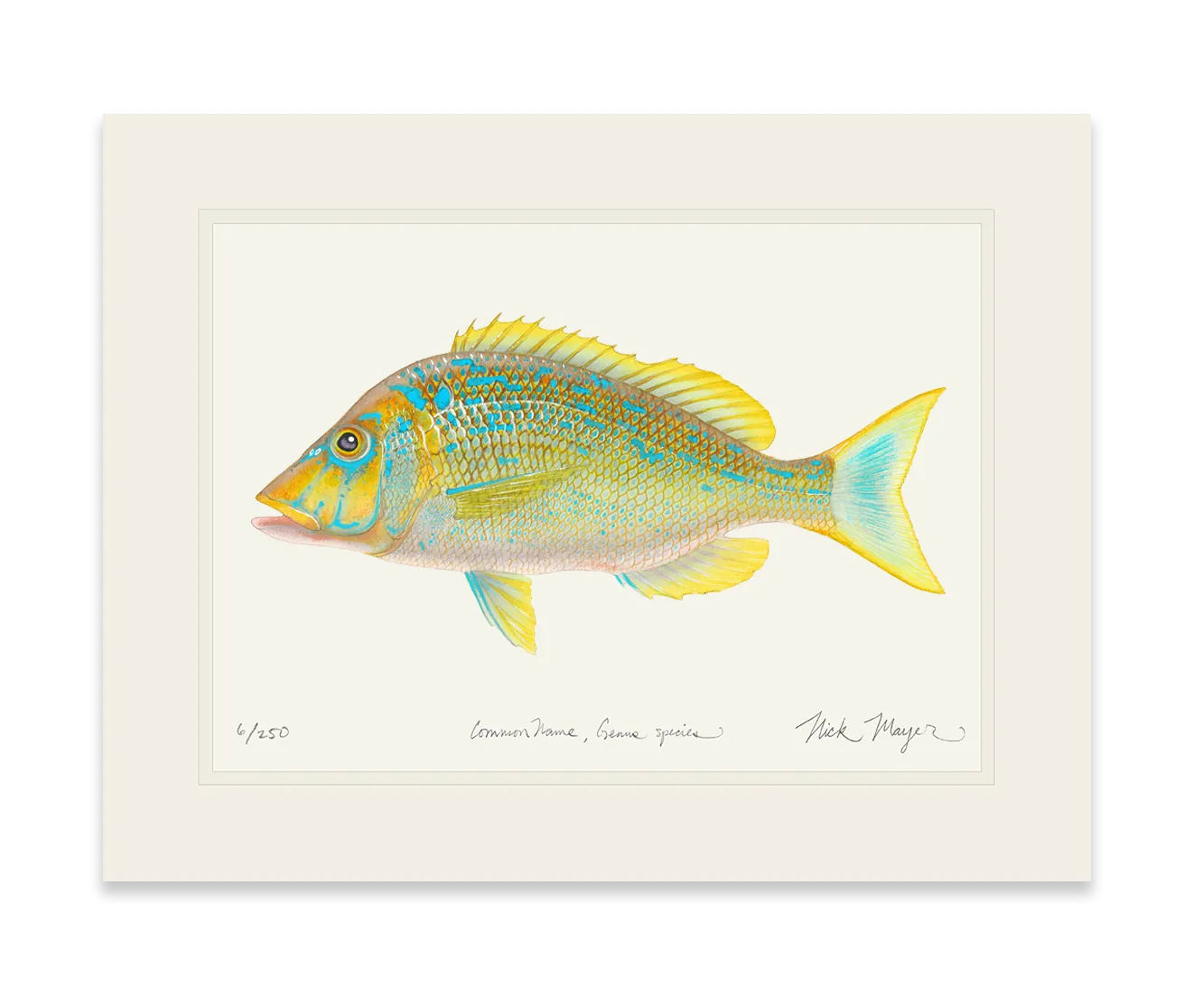 Blue Spangled Emperorfish Print