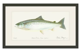 Landlocked Salmon Print