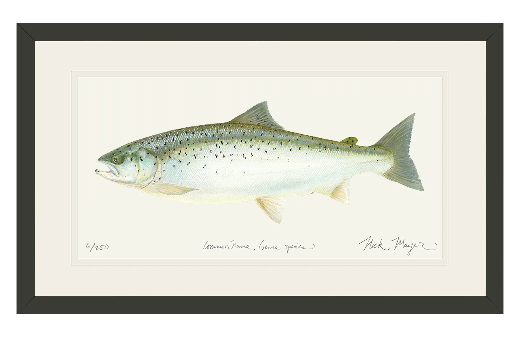 Landlocked Salmon Print