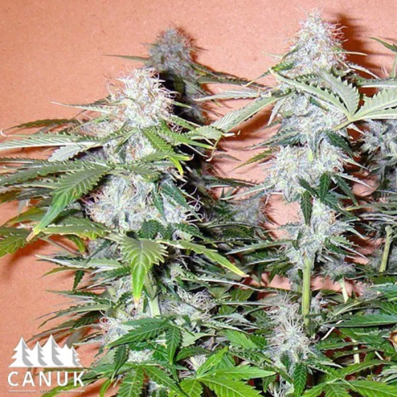 SEE047: Northern Lights Auto Feminized 5 Seeds