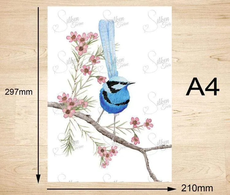 Splendid Blue Wren Print (Front)