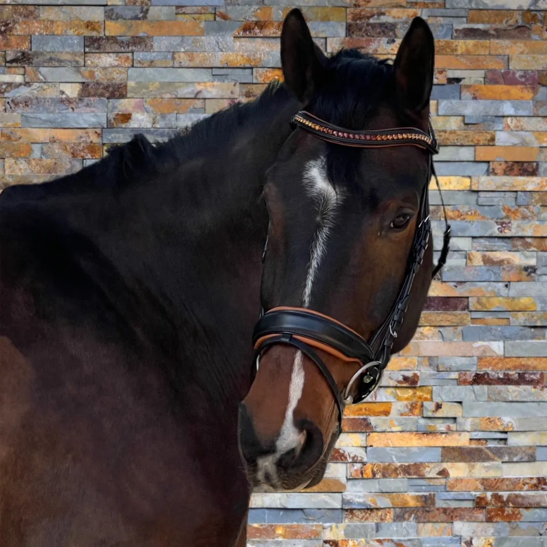 The Tuscany Black Leather Rolled Leather Snaffle Bridle with Removable Flash